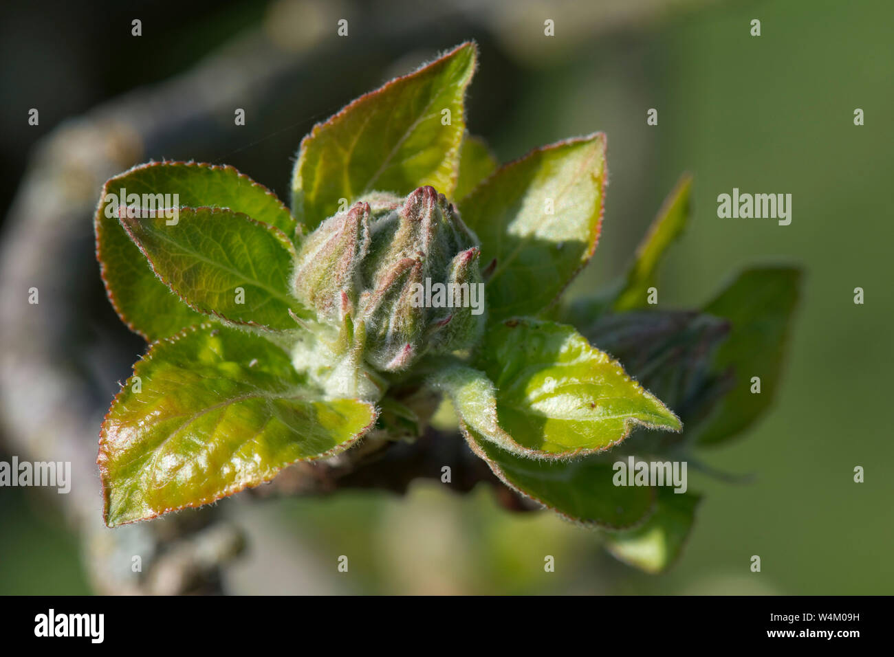I giovani di mela verde e fiori foglie cluster in primavera, Berkshire, Aprile Foto Stock