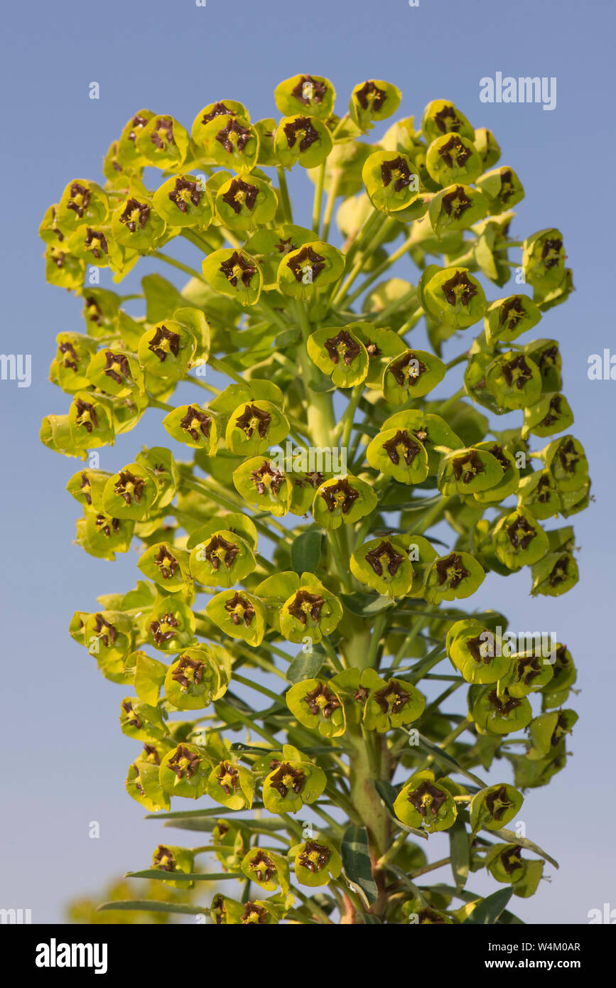 Fiore di Euphorbia characias 'Black Pearl' contro il cielo blu, Berkshire, Aprile Foto Stock