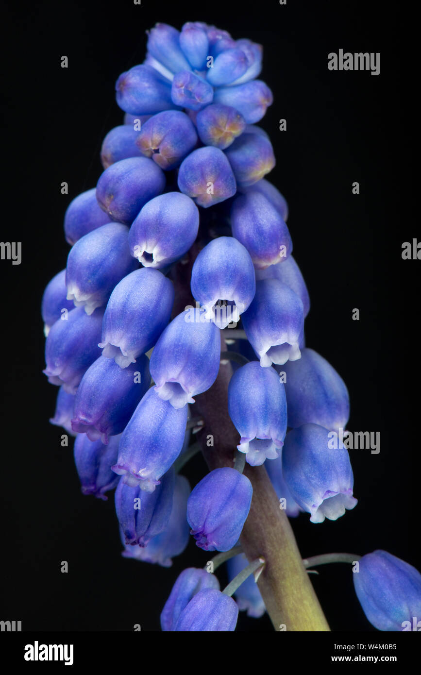 Giacinto di uva, Muscari neglectum, fiori blu su un chiodo o racemo da un giardino ornamentale lampadina in primavera, aprile Foto Stock