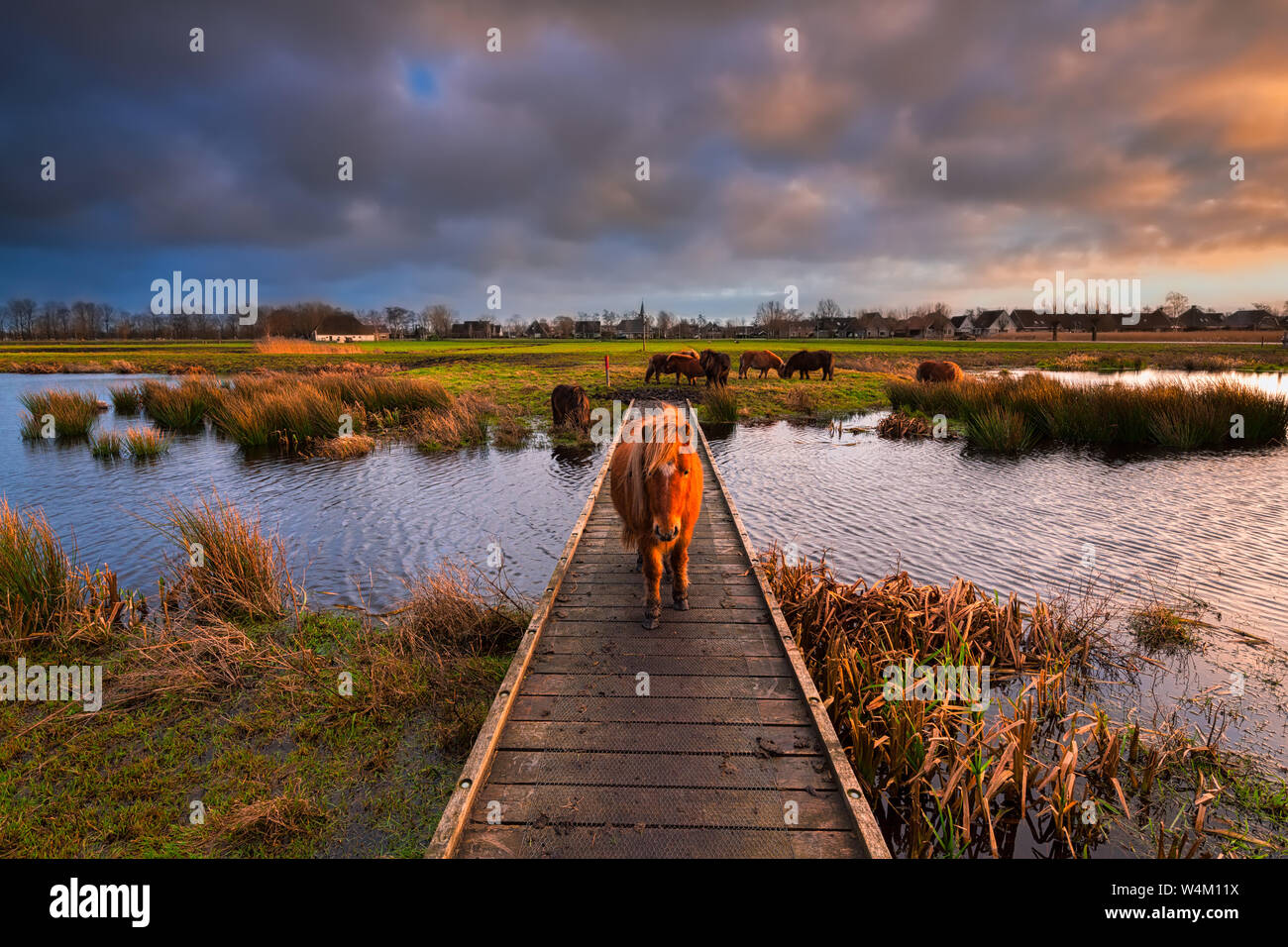 Un pony Shetland camminando su un molo su di un fiume in un bellissimo paesaggio naturale al tramonto con colori vibranti - Friesland, Paesi Bassi Foto Stock