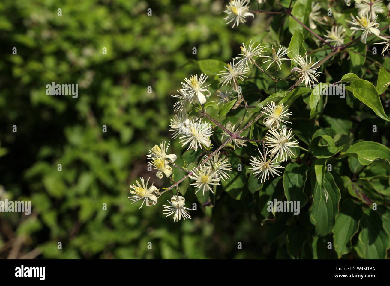 Fiori bianchi di fioritura selvatica Clematis, Clematis vitalba. Foto Stock