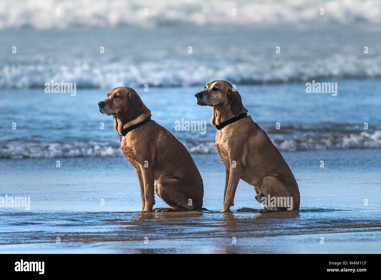 Due ben comportati Viszler ungherese cani seduti sulla riva a Fistral Beach in Newquay in Cornovaglia. Foto Stock