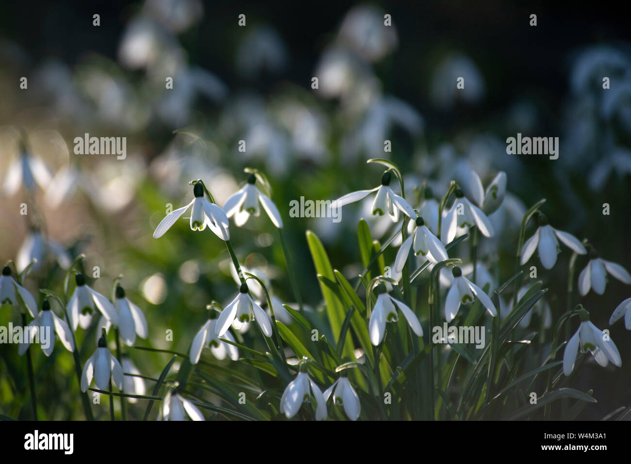 Comune, Snowdrop Galanthus nivalis, Sandwich, Kent, Regno Unito Foto Stock