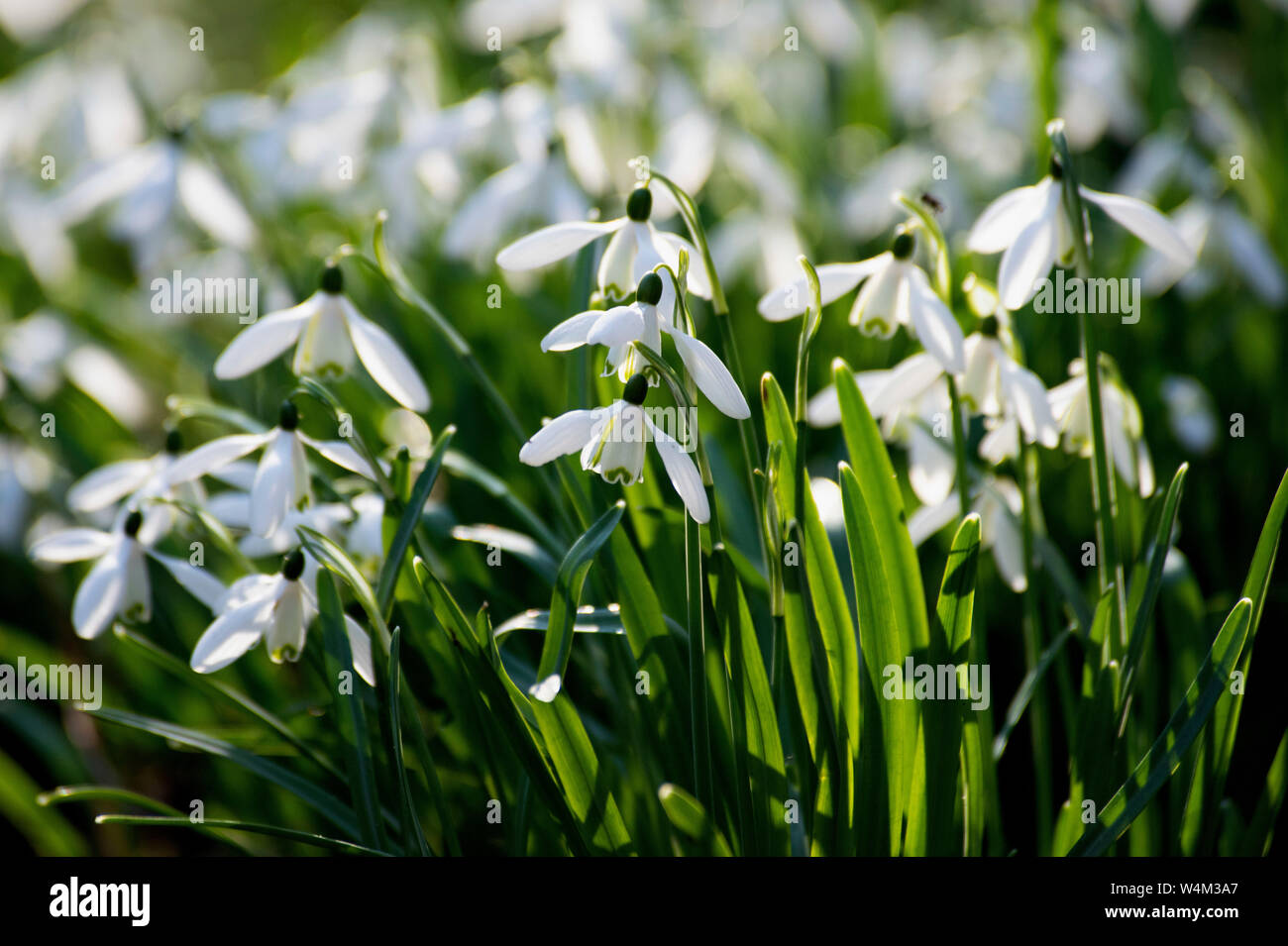 Comune, Snowdrop Galanthus nivalis, Sandwich, Kent, Regno Unito Foto Stock