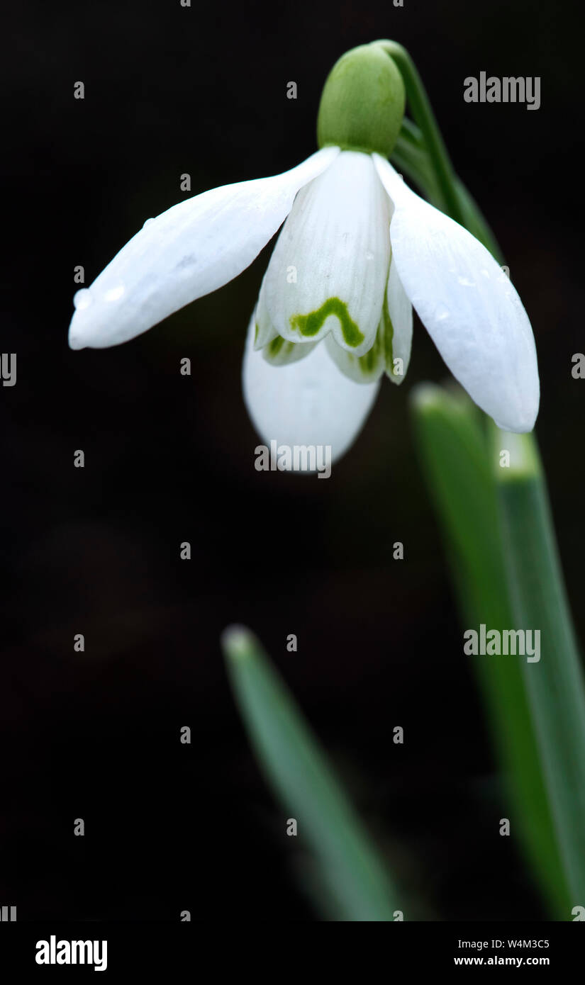 Comune, Snowdrop Galanthus nivalis, REGNO UNITO Foto Stock