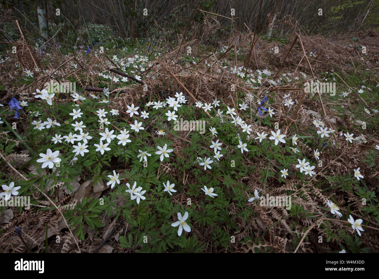 Legno fiori Anemone, Anemone nemorosa ,, riso boschi, Faversham Kent REGNO UNITO Foto Stock
