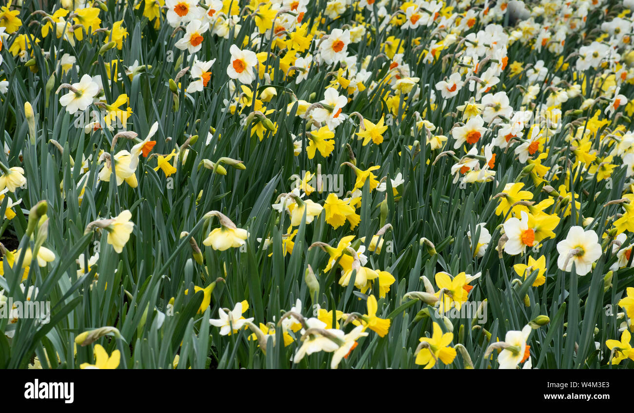 Varie specie di narcisi che cresce in giardino, REGNO UNITO Foto Stock
