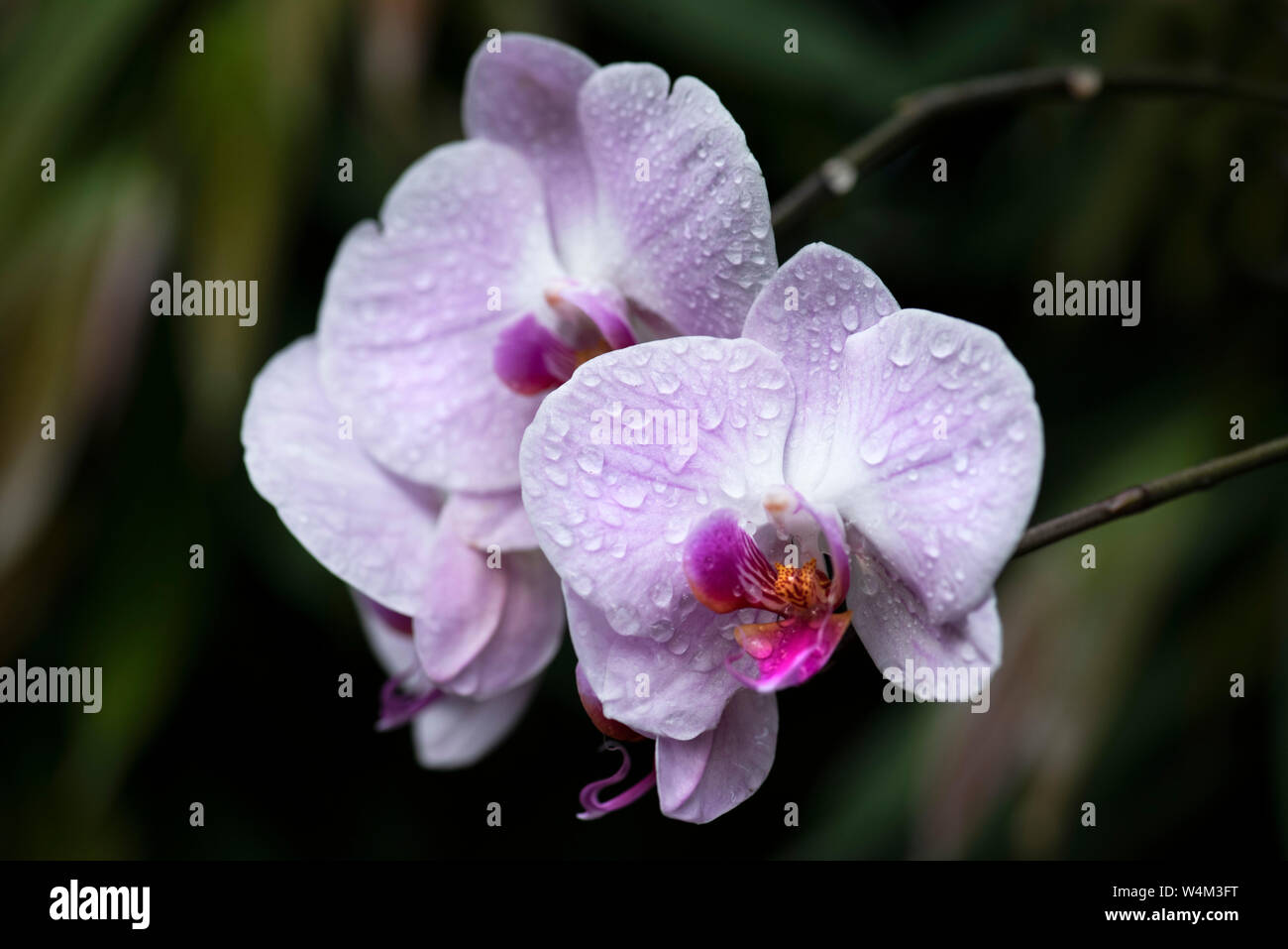 Phalaenopsis Orchid, Moth Orchid, con goccioline di acqua su petali Foto Stock