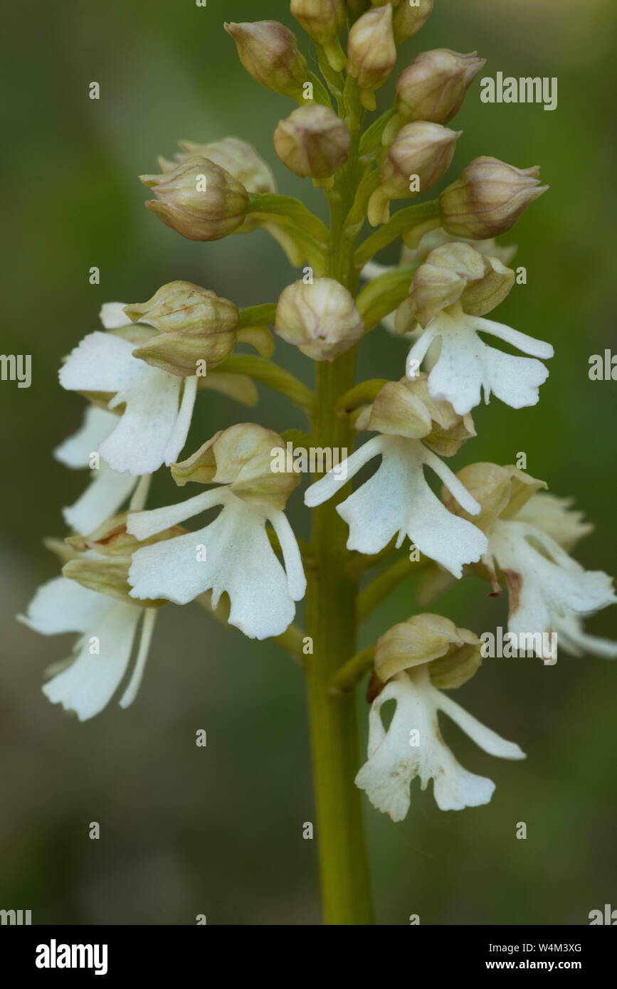 Lady Orchid, Orchis purpurea, forma bianca, Bonsai Bank, Denge boschi, Kent REGNO UNITO, rosso elenco dati, in via di estinzione e specie gravemente minacciate, assomiglia a donne in dre Foto Stock