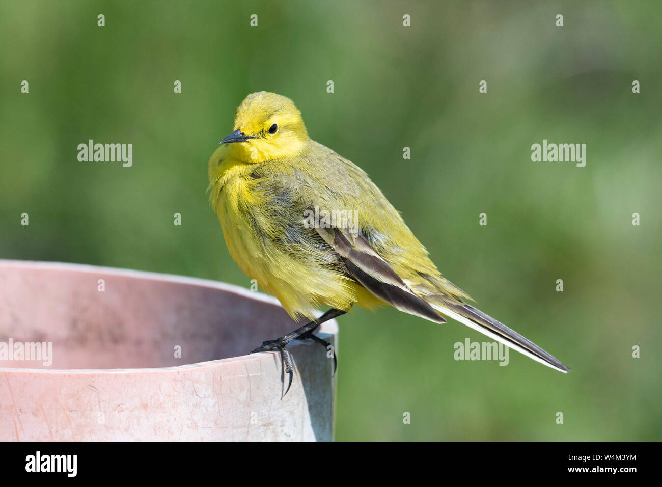 Wagtail giallo, Motacilla flava, Elmley paludi, Kent REGNO UNITO, Elmley Riserva Naturale, appollaiato sulla tubazione, Visitatore del Regno Unito, in via di estinzione Foto Stock