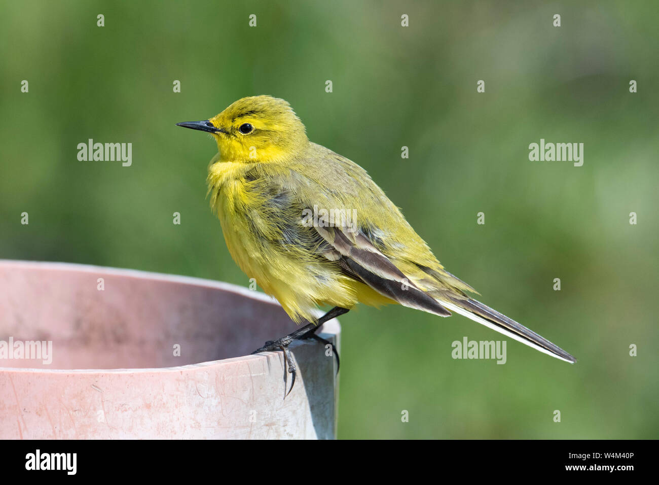 Wagtail giallo, Motacilla flava, Elmley paludi, Kent REGNO UNITO, Elmley Riserva Naturale, appollaiato sulla tubazione, Visitatore del Regno Unito, in via di estinzione Foto Stock