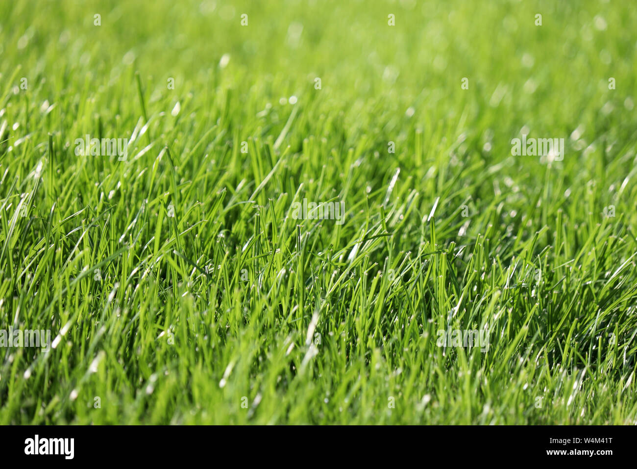 Erba verde in presenza di luce solare, fuoco selettivo. Estate Natura sfondo, prato assolato texture, Falciare il prato Foto Stock