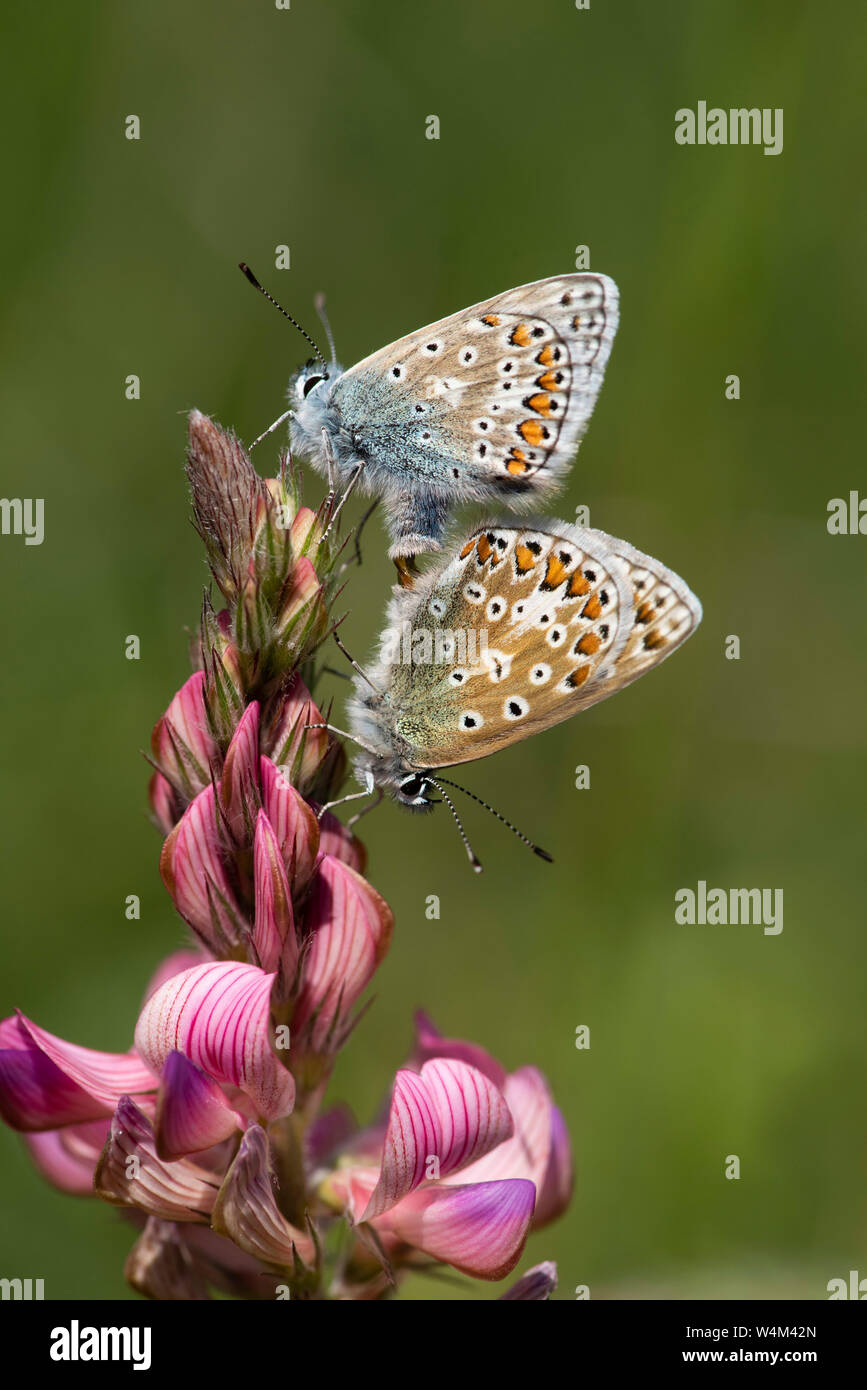 Comune di farfalle blu accoppiamento, Polyommatus icarus, Darland banche, Kent REGNO UNITO, coppia insieme, su lupinella fiore Foto Stock