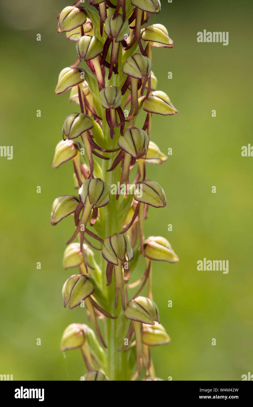 L'uomo orchid, Acceras anthropophorum, Darland banche, Kent REGNO UNITO, verde in prossimità delle teste dei fiori che assomigliano a un uomo Foto Stock