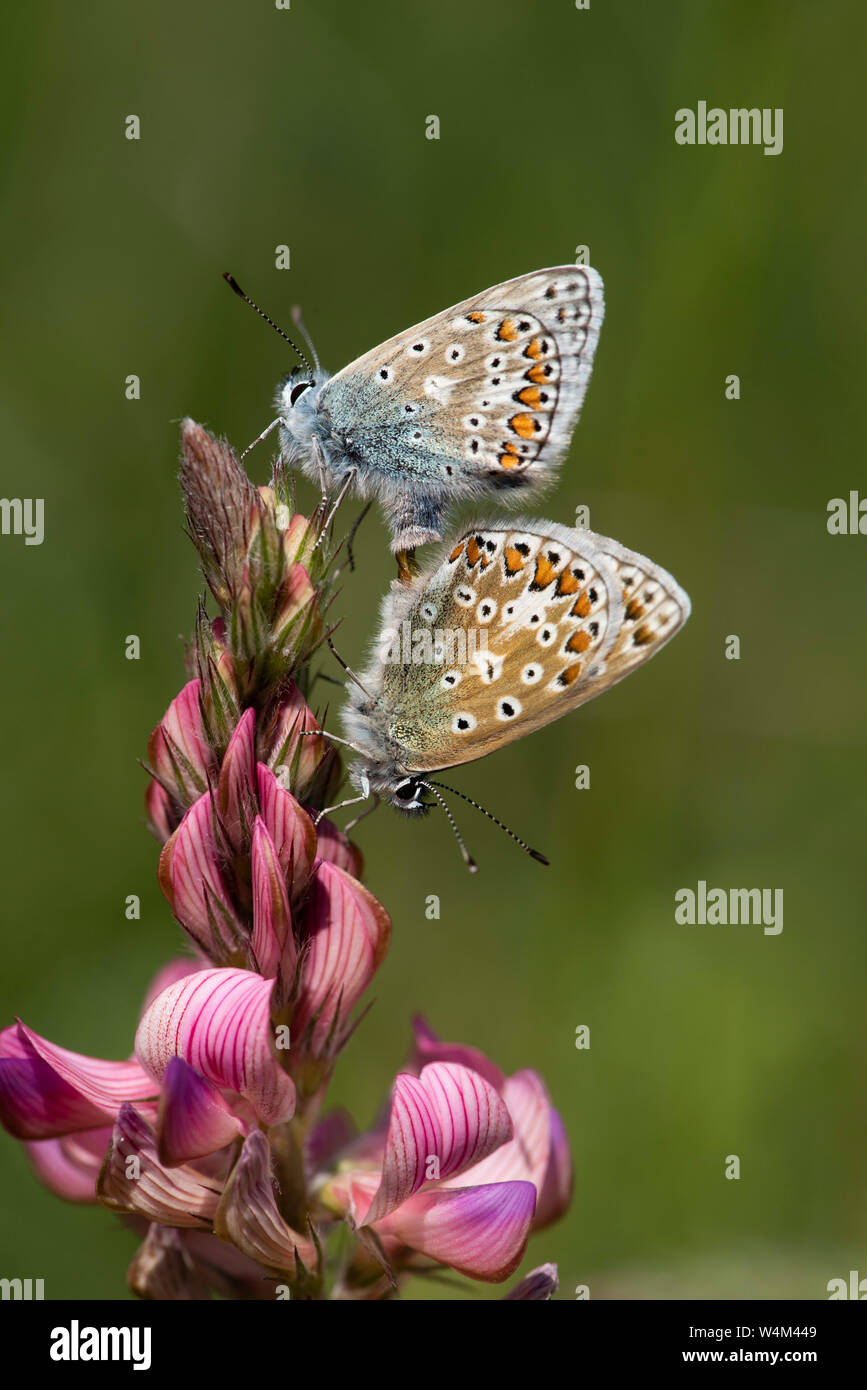 Comune di farfalle blu accoppiamento, Polyommatus icarus, Darland banche, Kent REGNO UNITO, coppia insieme, su lupinella fiore Foto Stock