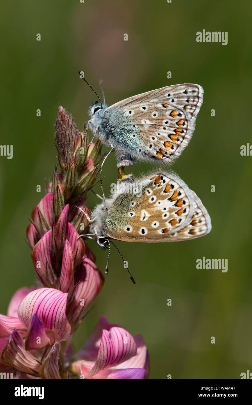 Comune di farfalle blu accoppiamento, Polyommatus icarus, Darland banche, Kent REGNO UNITO, coppia insieme, su lupinella fiore Foto Stock