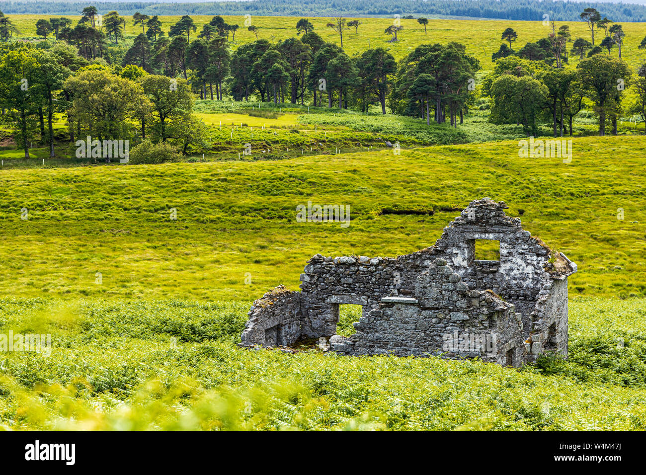 Le rovine di una vecchia pietra costruito casa in Wicklow Mountains vicino a Sally Gap, Irlanda Foto Stock