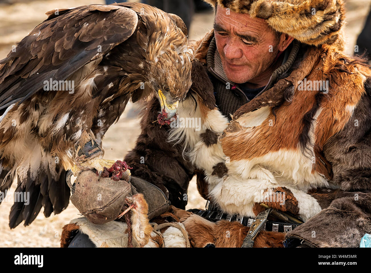 Altai eagle festival. Il cacciatore mongolo sta alimentando il suo Golden Eagle per la mano. Foto Stock