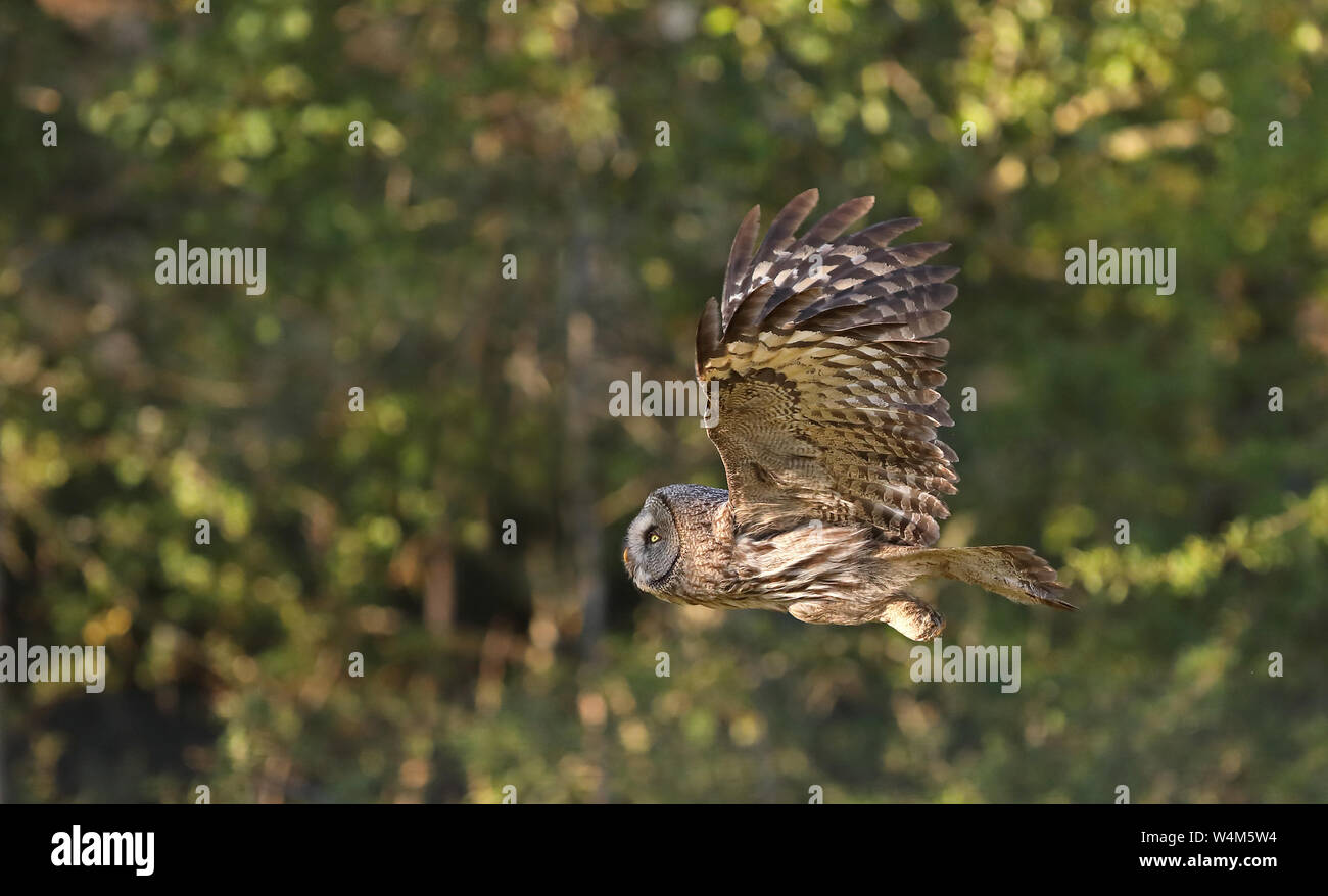 Grande gufo grigio, Strix nebulosa / gufo volante Foto Stock