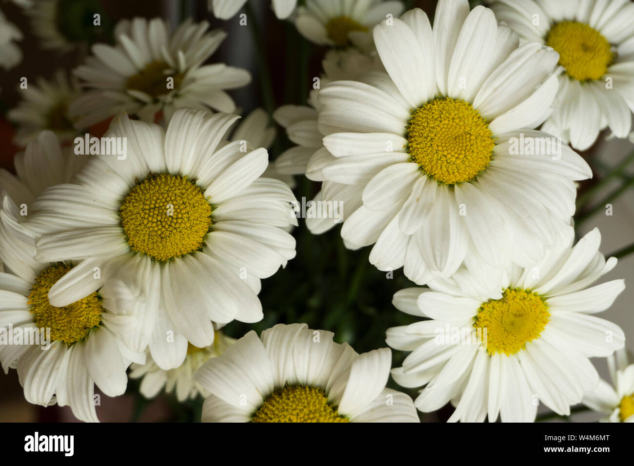 Bella bianca i fiori di camomilla close-up, camomilla capi Foto Stock