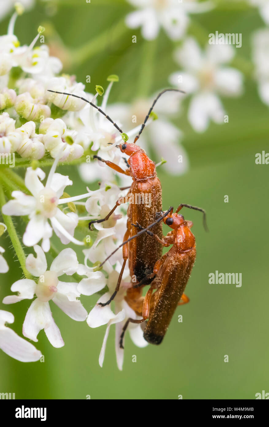 Coppia di Rhagonycha fulva (comune soldato rosso Coleotteri, Bloodsucker & Hogweed Bonking Beetle) coniugata in estate nel West Sussex, Regno Unito. Ritratto verticale. Foto Stock