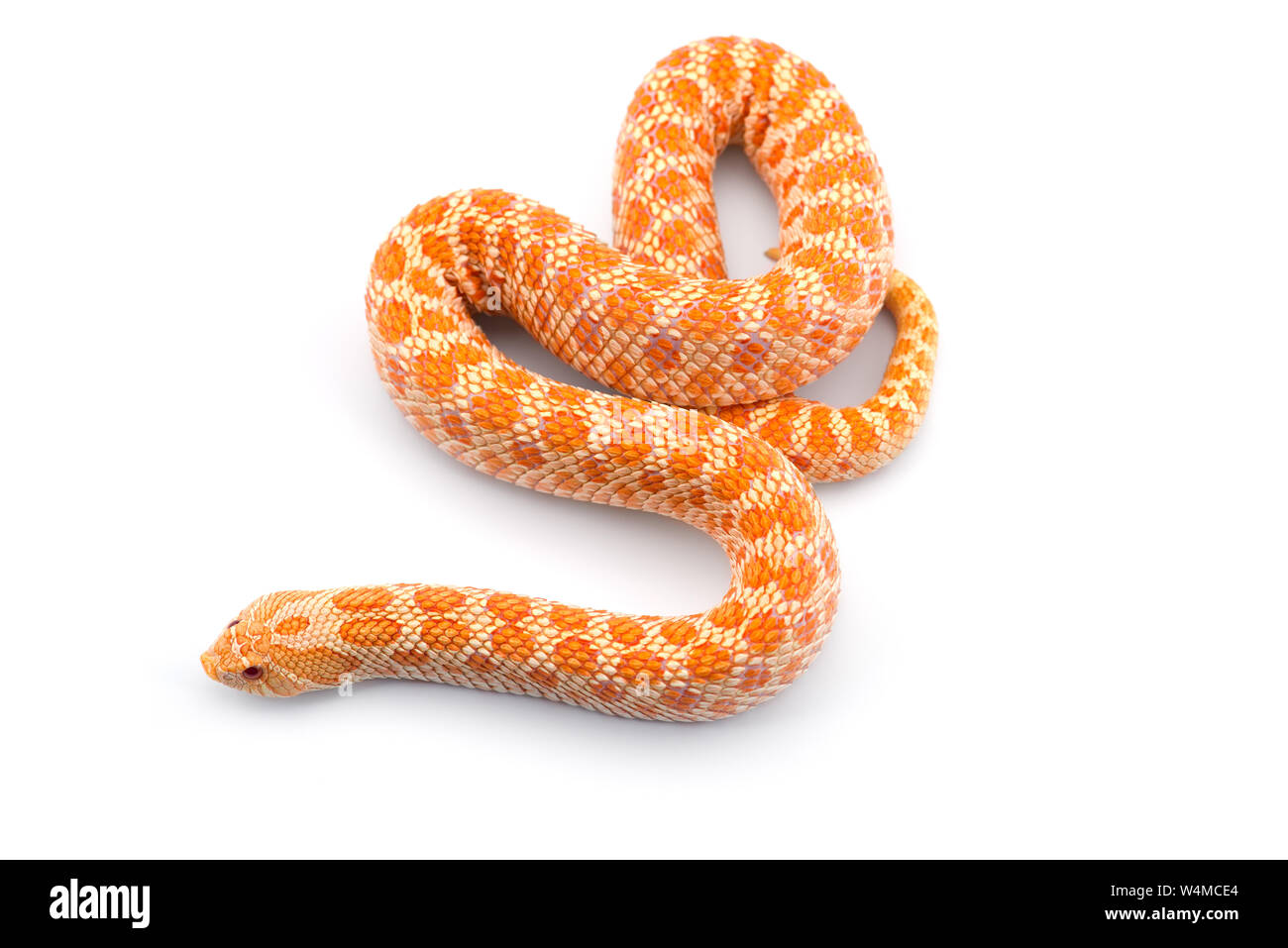 Albino hognose snake isolati su sfondo bianco Foto Stock