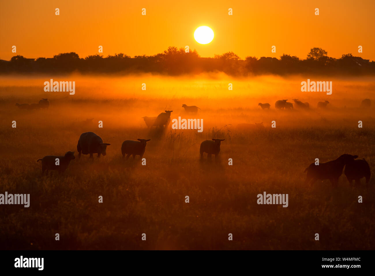 Pecore in un campo su una mattina autunnale con la calda luce del sole e la nebbia - Una bellissima alba in campagna - Paesi Bassi Foto Stock Pecore in un campo su una mattina autunnale con la calda luce del sole e la nebbia - Una bellissima alba in campagna - Paesi Bassi Foto Stock