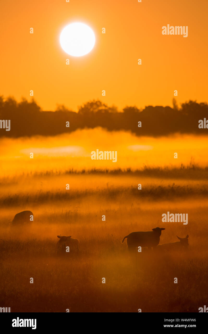 Pecore in un campo su una mattina autunnale con la calda luce del sole e la nebbia - Una bellissima alba in campagna - Paesi Bassi Foto Stock Pecore in un campo su una mattina autunnale con la calda luce del sole e la nebbia - Una bellissima alba in campagna - Paesi Bassi Foto Stock