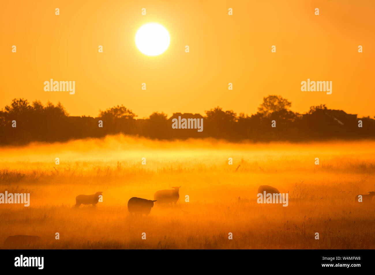Pecore in un campo su una mattina autunnale con la calda luce del sole e la nebbia - Una bellissima alba in campagna - Paesi Bassi Foto Stock Pecore in un campo su una mattina autunnale con la calda luce del sole e la nebbia - Una bellissima alba in campagna - Paesi Bassi Foto Stock