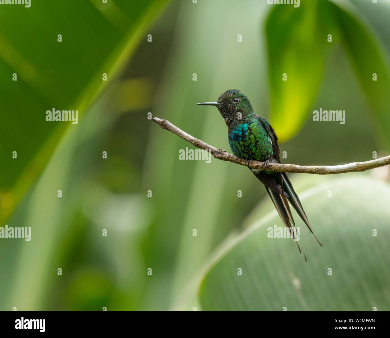 Animali, uccelli, una verde Thorntail Hummingbird, Discosura conversii, posatoi su un ramo vicino Bajos del Toro in Costa Rica. Foto Stock