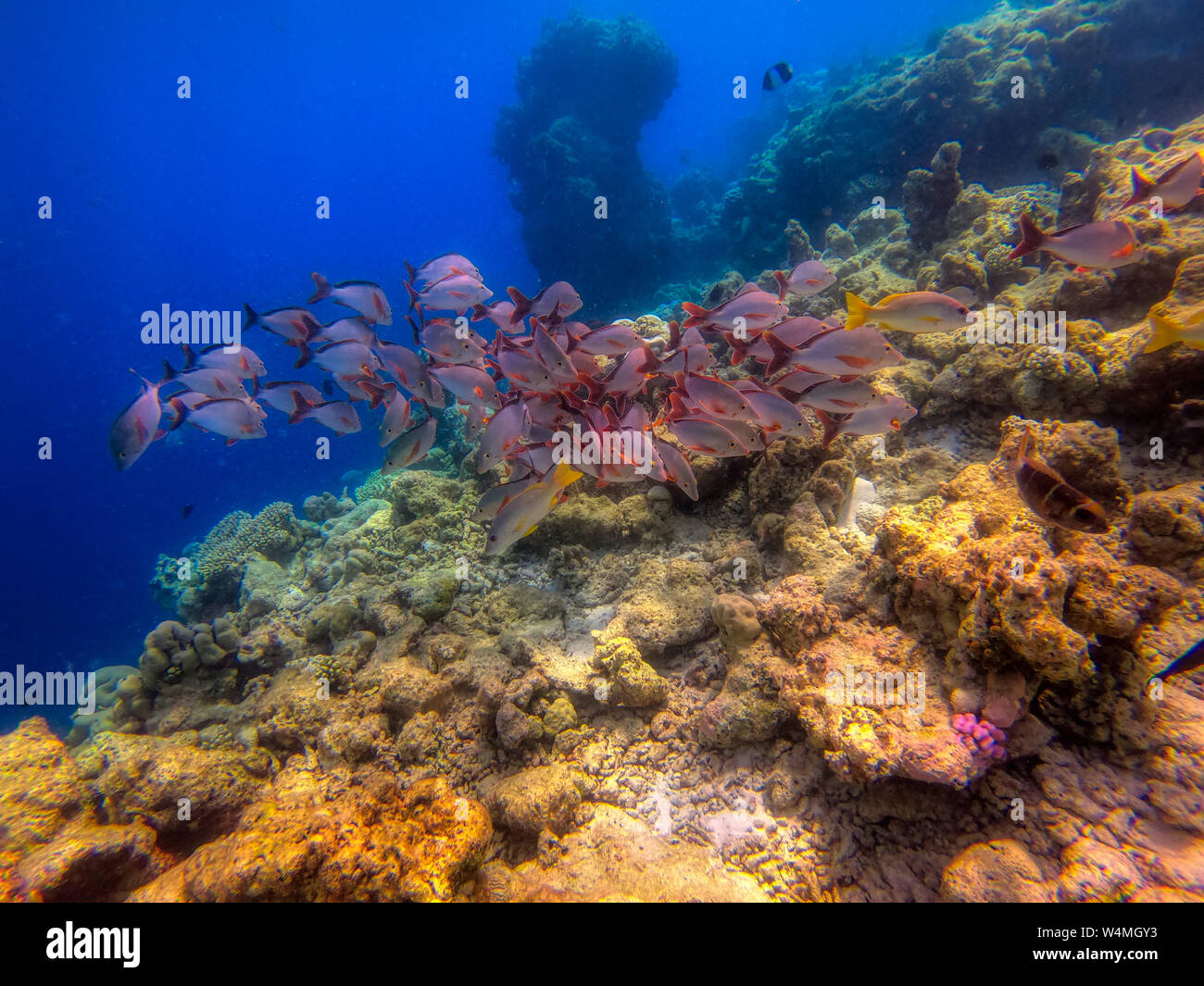 In questa unica foto si può vedere il mondo sottomarino dell'Oceano Pacifico nelle Maldive! Un sacco di corallo e pesce tropicale! Foto Stock