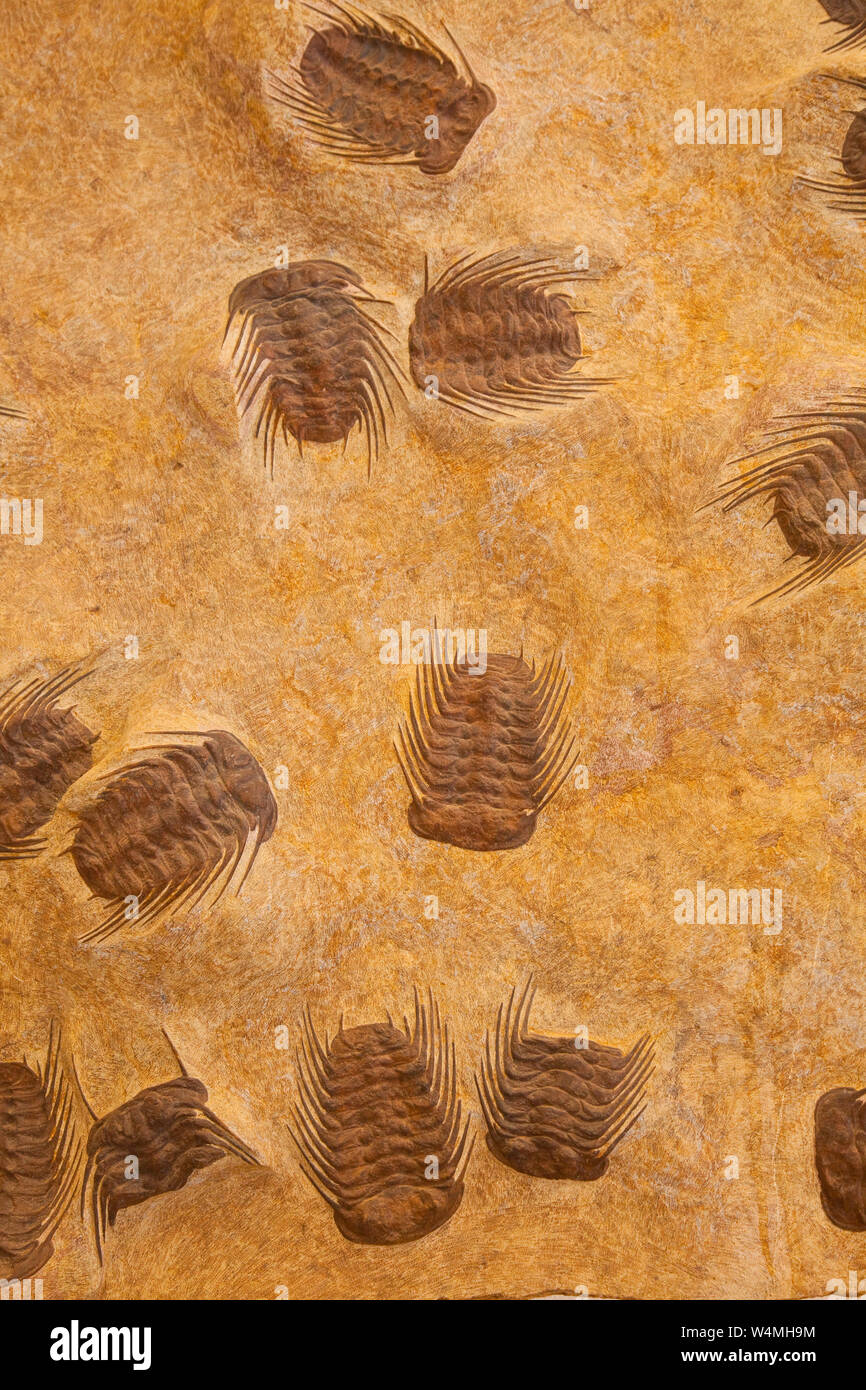 Fosil de Trilobiti, , Desierto del Sahara, Merzouga, Marruecos, Africa Foto Stock