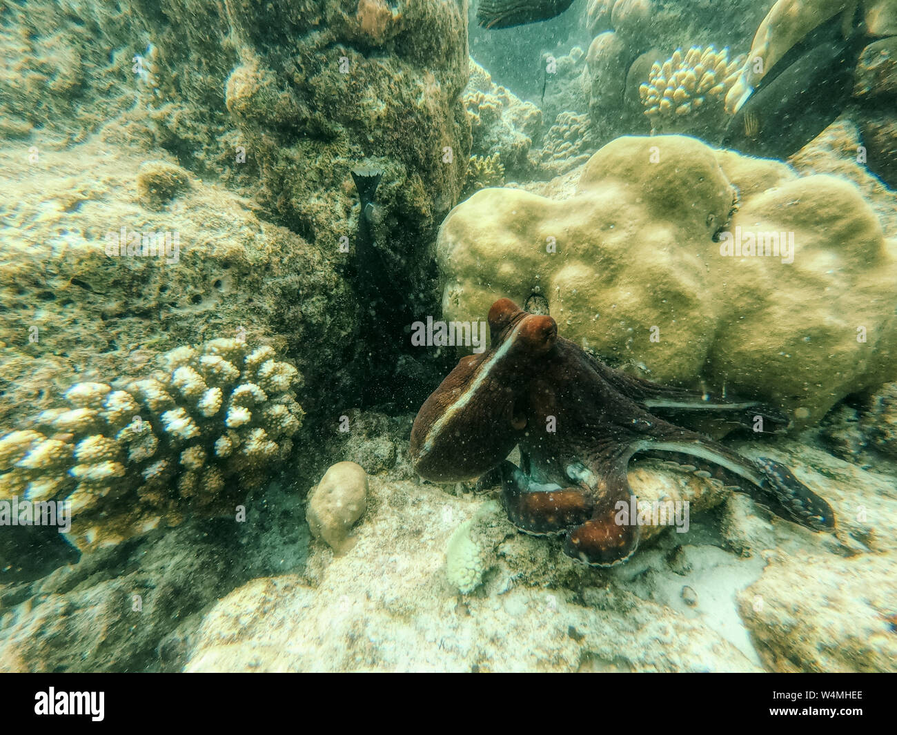 Questa unica foto mostra un grande polpo sul fondo del mare alle Maldive nell'Oceano Indiano. Foto Stock