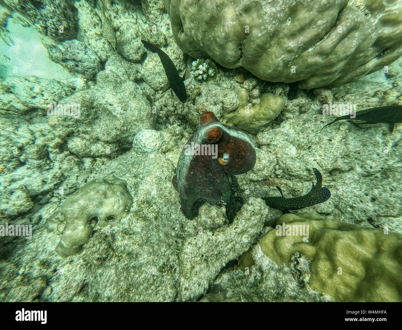 Questa unica foto mostra un grande polpo sul fondo del mare alle Maldive nell'Oceano Indiano. Foto Stock