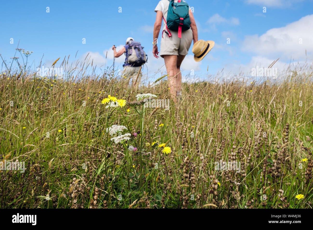 Gli escursionisti escursionismo su un paese a piedi attraverso un prato di fieno campo di sonaglio giallo e fiori di campo in estate. Benllech Isola di Anglesey Wales UK Gran Bretagna Foto Stock