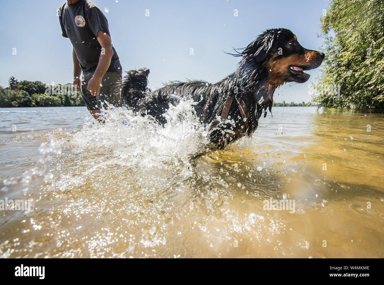 24 luglio 2019, Assia, Flörsheim: Il Hovawart Hector salti attraverso l'acqua presso la banca principale dell'Flörsheimer Hundestrand. La Germania si trova di fronte a un'ondata di calore - e già mercoledì questo sarà chiaramente evidente in molti settori. Foto: Andreas Arnold/dpa Foto Stock