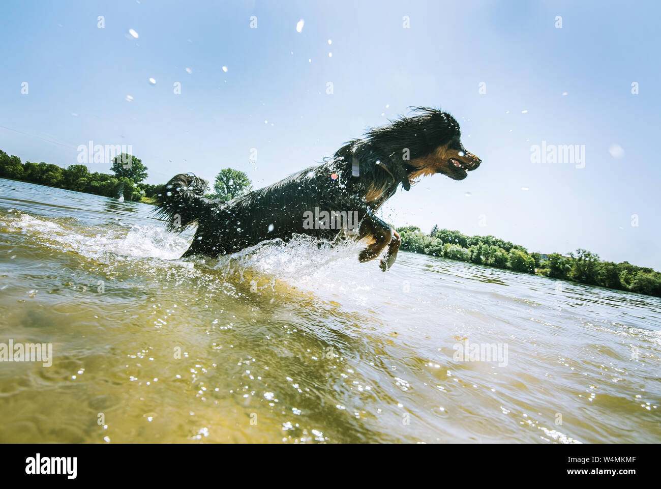 24 luglio 2019, Assia, Flörsheim: Il Hovawart Hector salti attraverso l'acqua presso la banca principale dell'Flörsheimer Hundestrand. La Germania si trova di fronte a un'ondata di calore - e già mercoledì questo sarà chiaramente evidente in molti settori. Foto: Andreas Arnold/dpa Foto Stock