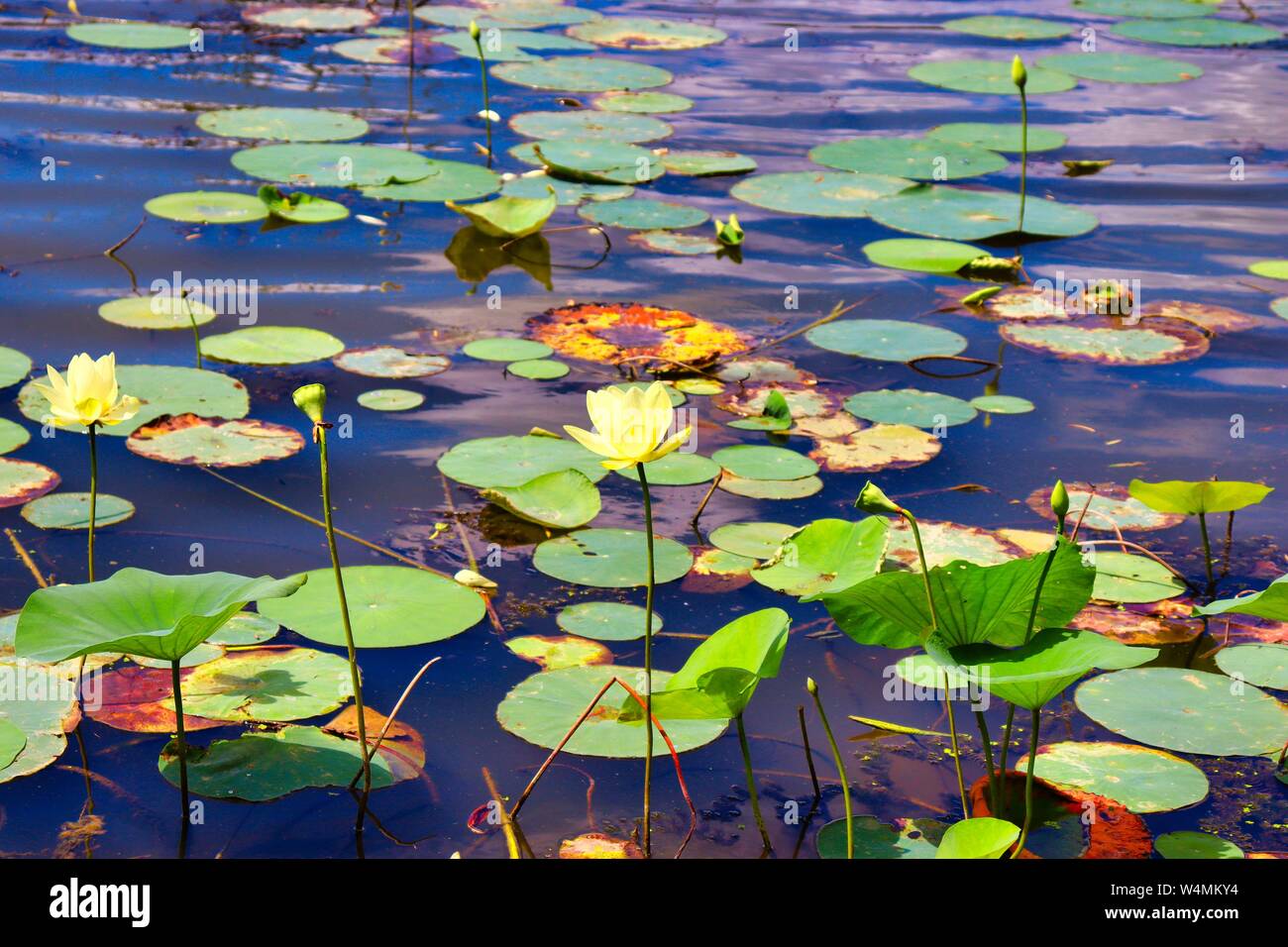 Ninfee con giallo giglio di acqua Foto Stock