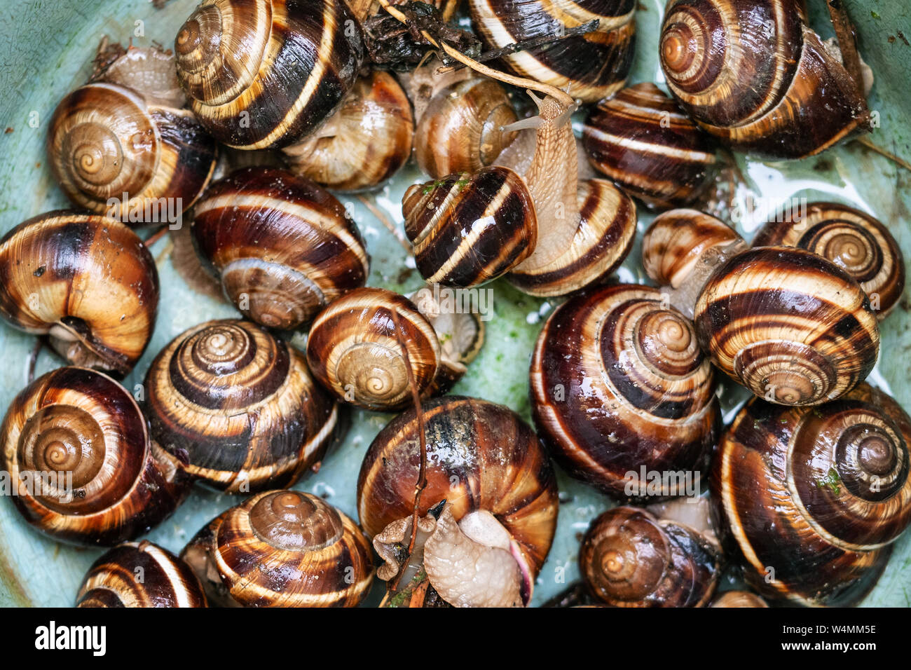 Vista dall'alto di molti vivono lumache (Helix lucorum) nel secchio di plastica Foto Stock