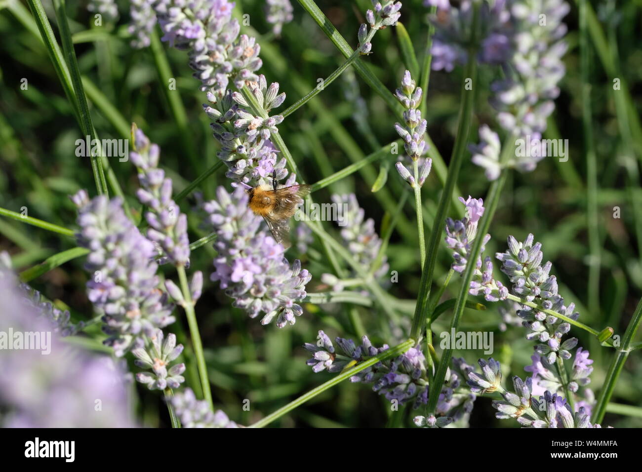 Fioritura di hosting di lavanda insetti e coleotteri Foto Stock