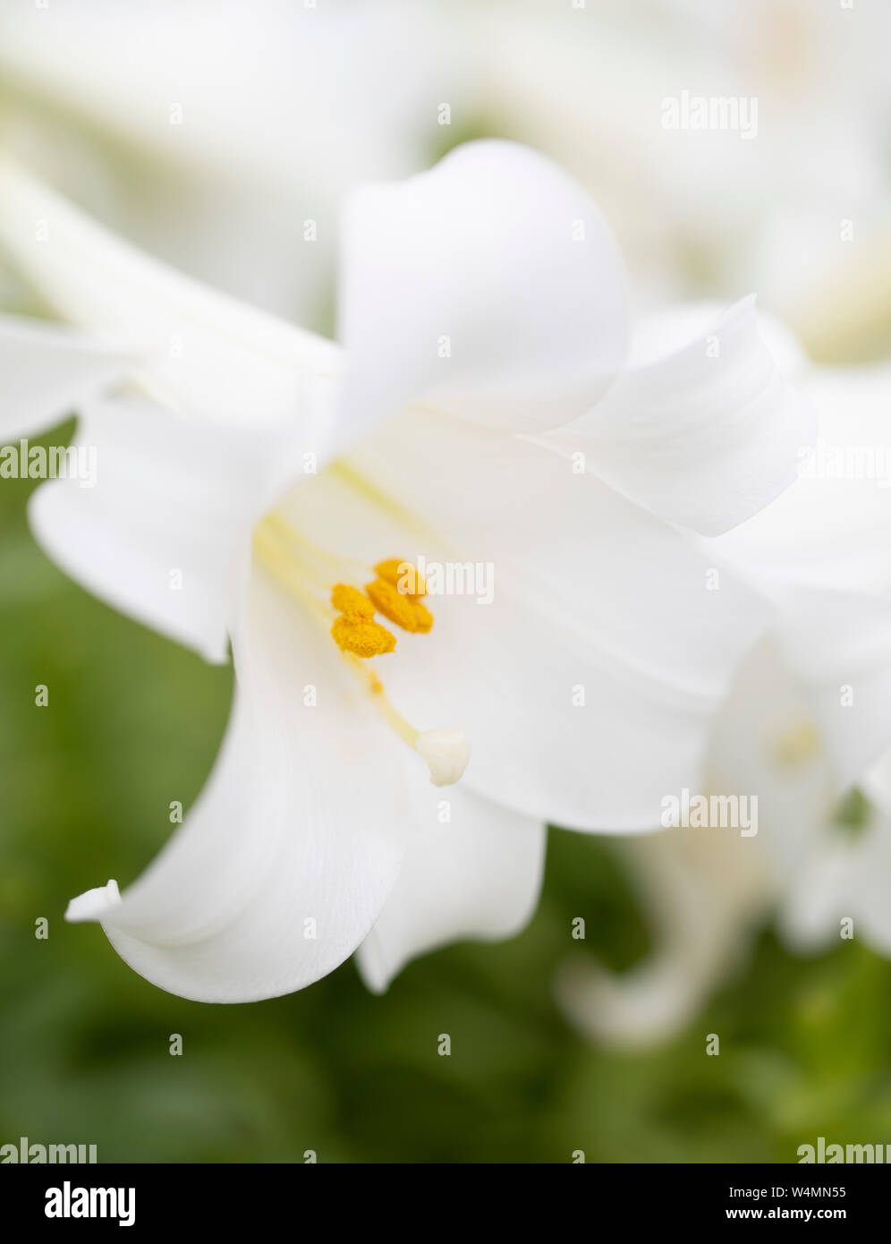 Il Lilium longiflorum / Pasqua Lily un giglio bianco che fiorisce in Okinawa, in Giappone Foto Stock