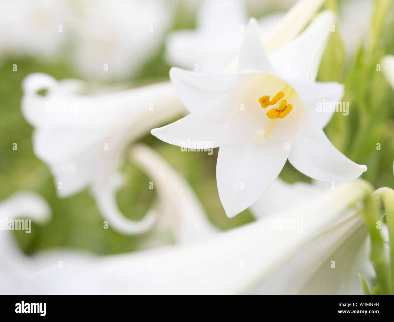 Il Lilium longiflorum / Pasqua Lily un giglio bianco che fiorisce in Okinawa, in Giappone Foto Stock