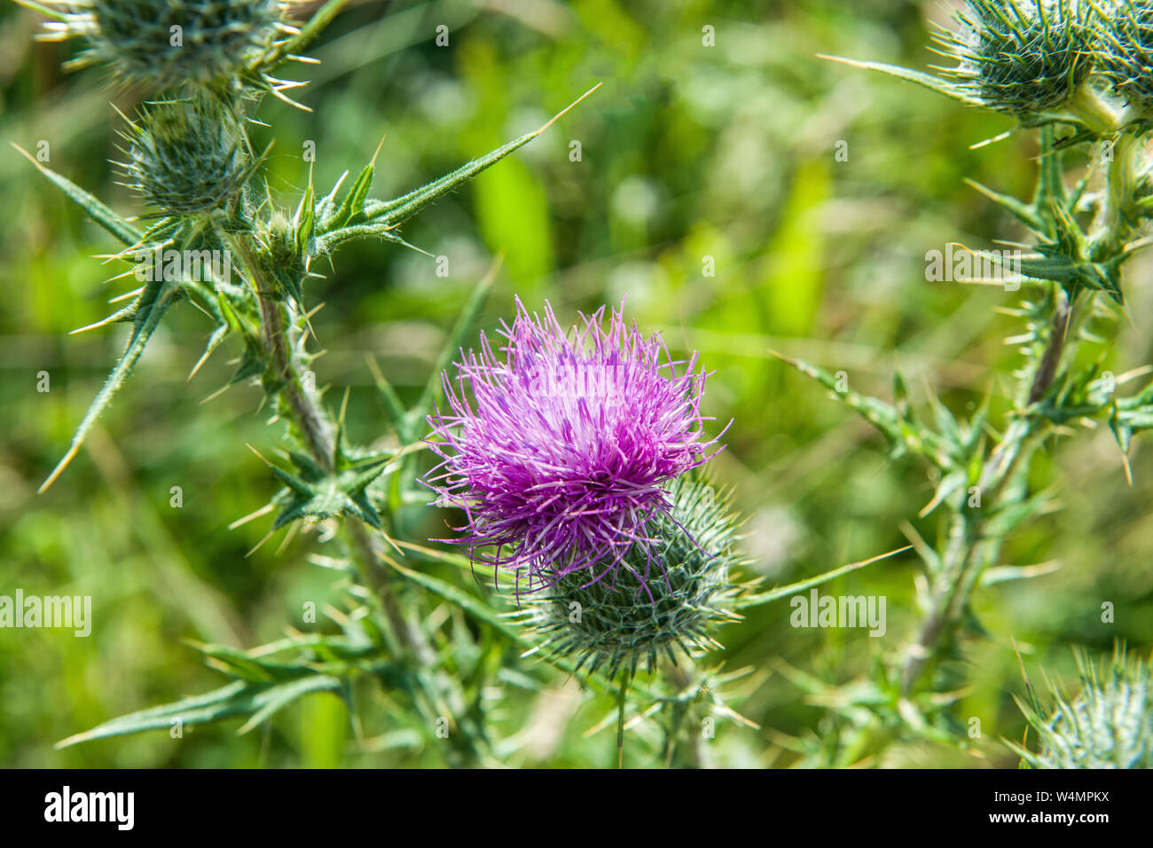 Comune di Thistle Cirsium vulgare con il suo caratteristico fiore viola testa Foto Stock