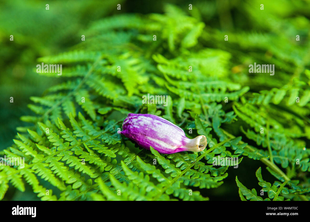 Dead Foxglove Flower poggiante su un bracken frond in foresta Wentwood Monmouthshire Foto Stock