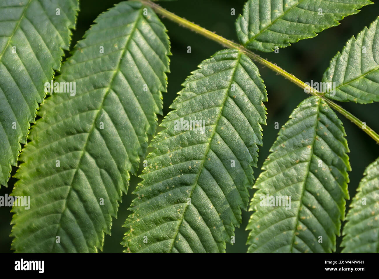 Texture di foglie di forma oblunga di un verde arbusto perenne close up Foto Stock