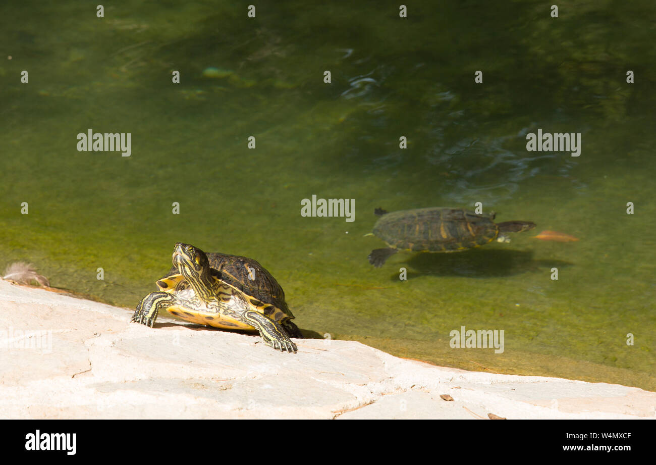 Terrapin e laghetto Reina Sofia Park Guardamar del Segura Costa Blanca Spagna Foto Stock