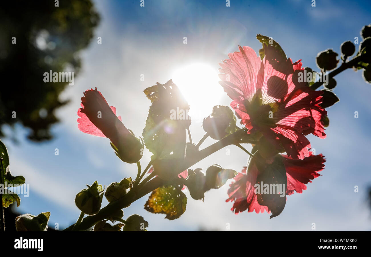 24 luglio 2019, Schleswig-Holstein, Travemünde: estate il sole splende dietro un hollyhock. La Germania si trova di fronte a un'ondata di calore - e già mercoledì questo sarà chiaramente evidente in molti settori. Foto: Markus Scholz/dpa Foto Stock
