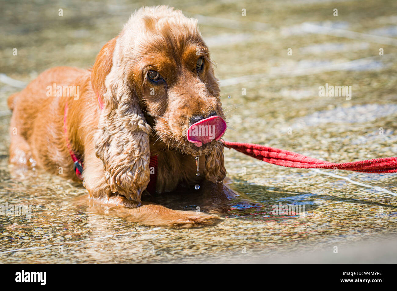 24 luglio 2019, Assia, Frankfurt/Main: il francese cocker spaniel 'Haribo' gode di un bagno in una fontana nel centro della città nella calura estiva. Foto: Frank Rumpenhorst/dpa Foto Stock