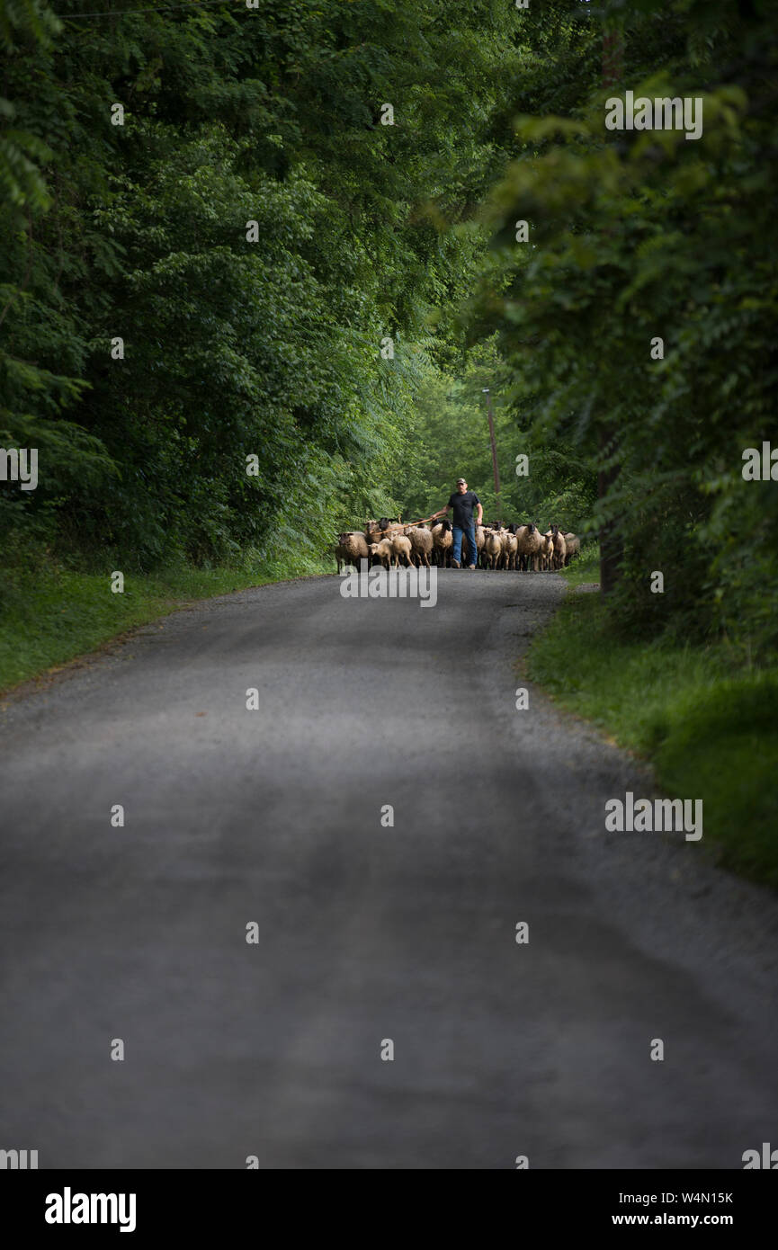 Stati Uniti - Giugno 22, 2019: Allen Cochran si muove le sue pecore lungo Taylor Road per un nuovo pascolo di alimentazione utilizzando le sue pecore cani appena al di fuori del Quake Foto Stock