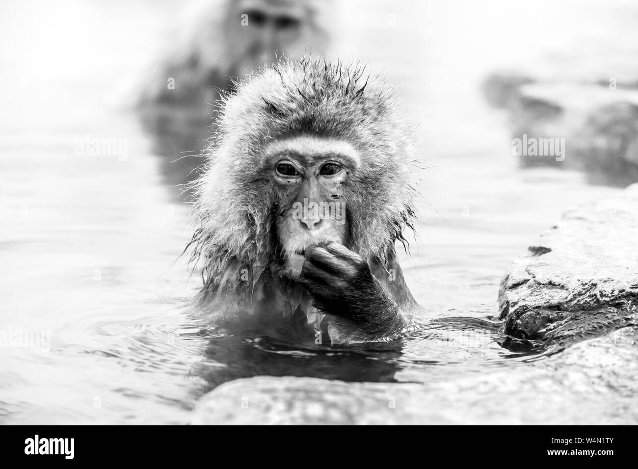 Ritratto di neve di scimmia (Macaca fuscata) da Jigokudani Monkey Park in Giappone, Prefettura di Nagano. Carino Macaque giapponese seduto in una primavera calda. Foto Stock